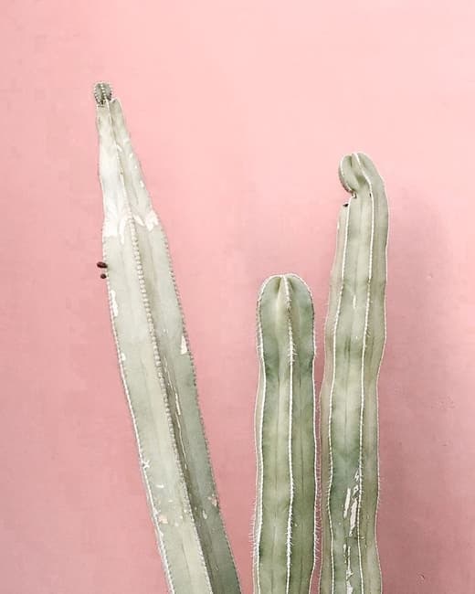 PINK CACTUS - Poolgarden & Restaurant — 2