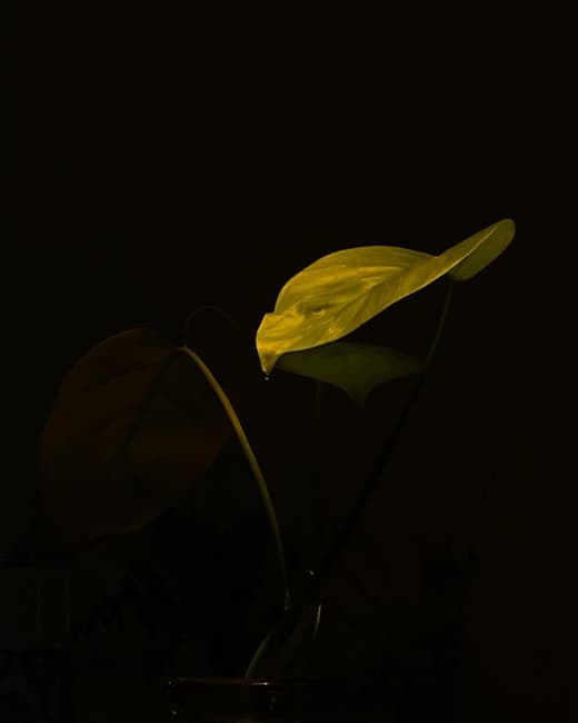 Kodomo — 2