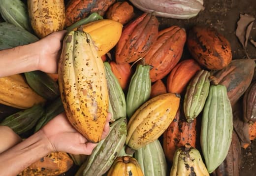 CAUA CACAO ROASTERS — 3
