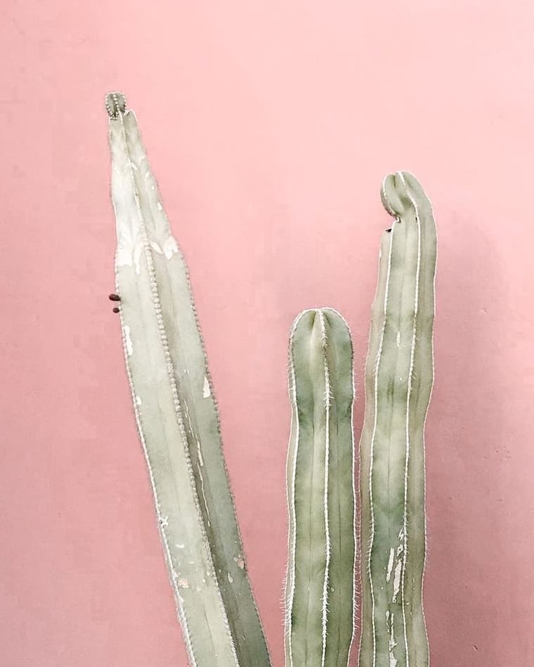 PINK CACTUS - Poolgarden & Restaurant — 2