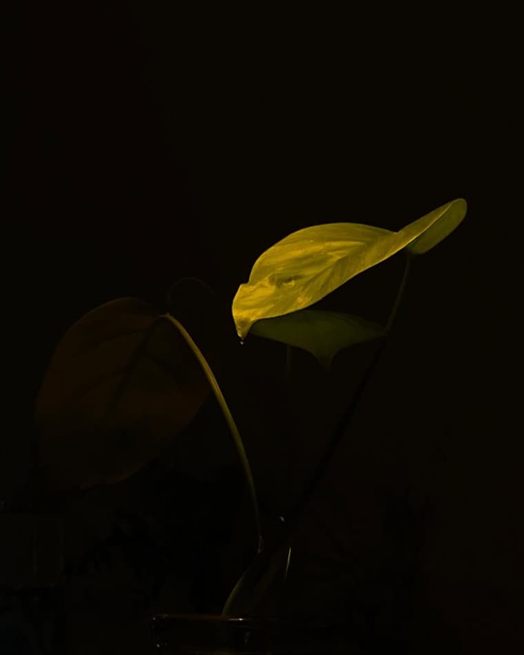 Kodomo — 2