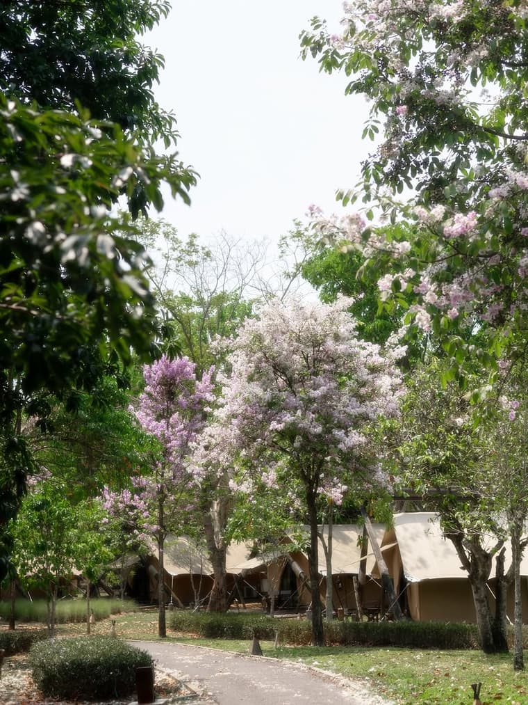 Lala Mukha Tented Khao Yai — 3