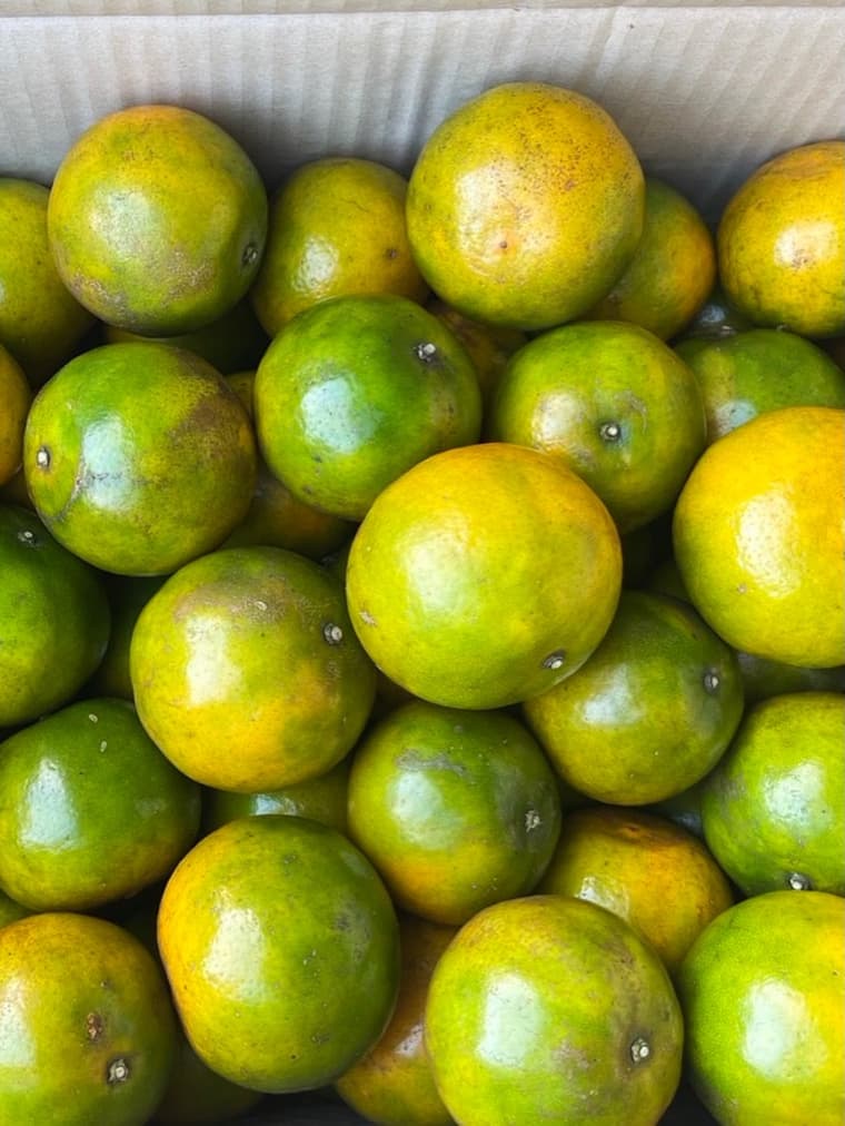 Patom Organic Living — 1