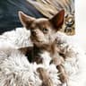 Bimba Faucon