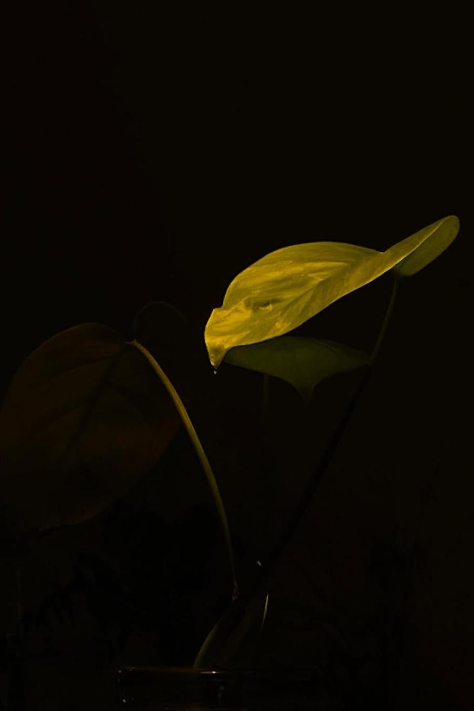 Kodomo — photo 3
